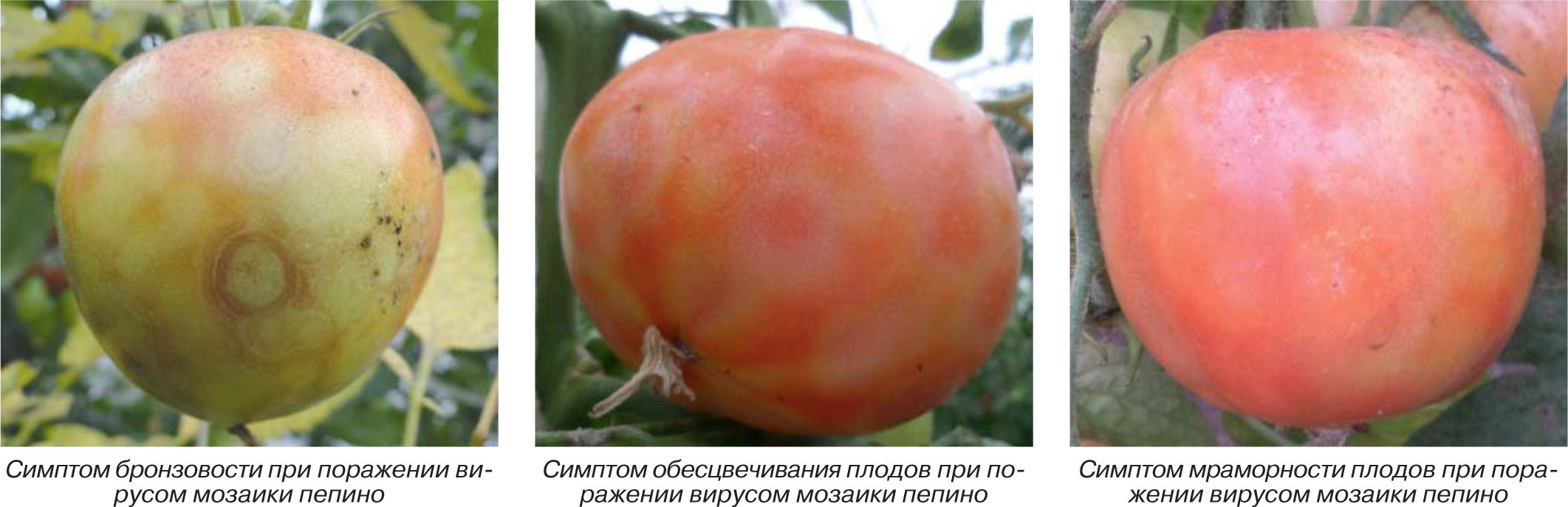 Вирусные болезни томата