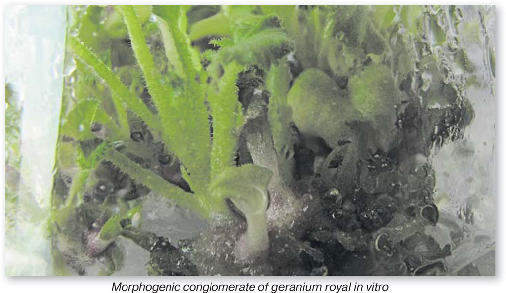 Morphogenic-conglomerate-of-geranium-royal-in-vitro