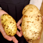 Трансгенный-картофель