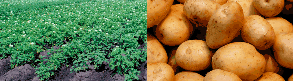 Как получить высокий урожай картофеля?