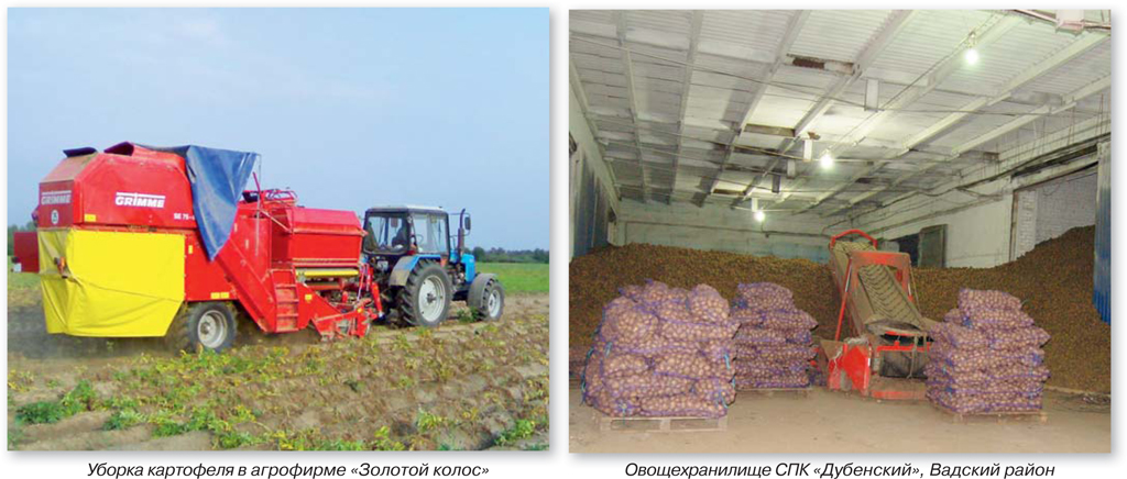 Где выращивают картофель в нижегородской области