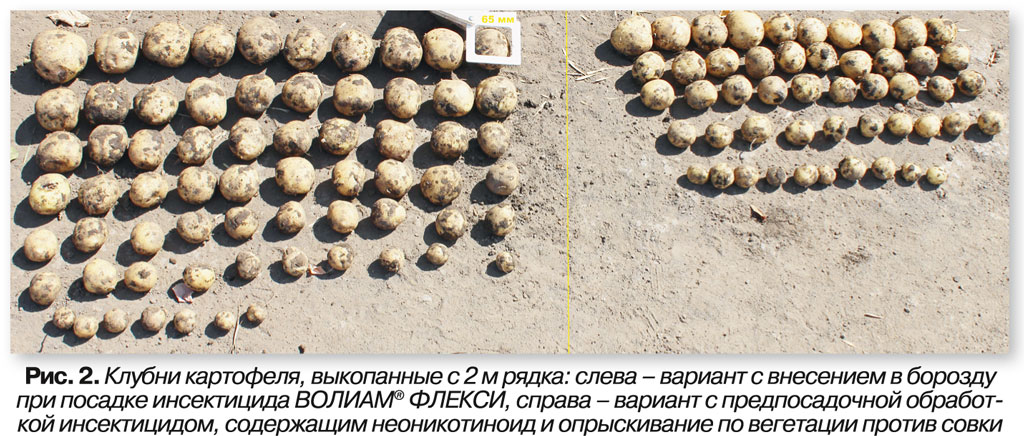 фаза картофеля для учета повреждений подгрызающей совкой. Смотреть фото фаза картофеля для учета повреждений подгрызающей совкой. Смотреть картинку фаза картофеля для учета повреждений подгрызающей совкой. Картинка про фаза картофеля для учета повреждений подгрызающей совкой. Фото фаза картофеля для учета повреждений подгрызающей совкой