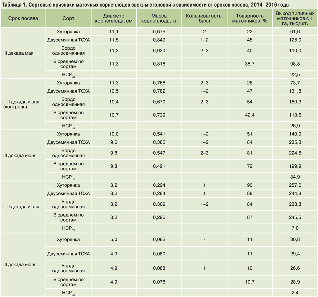 Схема посадки красной свеклы в открытом грунте